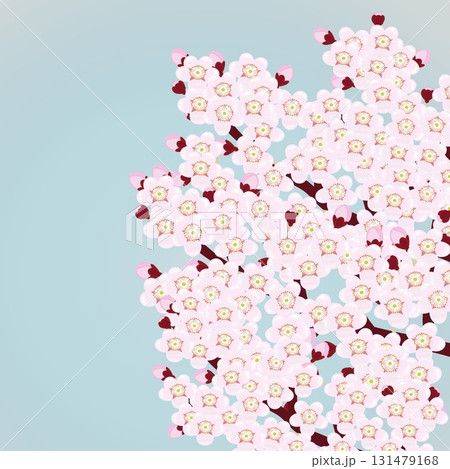満開の桜の枝のイラスト 満開の桜の枝のイラスト 131479168