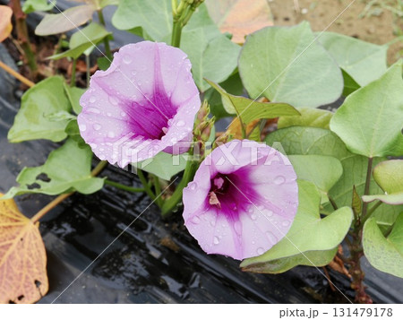 さつまいもの花 131479178