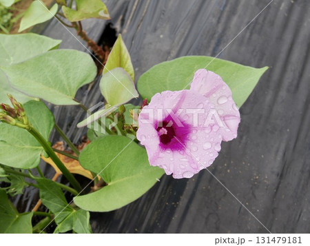さつまいもの花 131479181