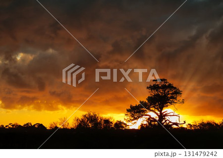 Sunset Behind Pine Tree Sunset Behind Pine Tree 131479242