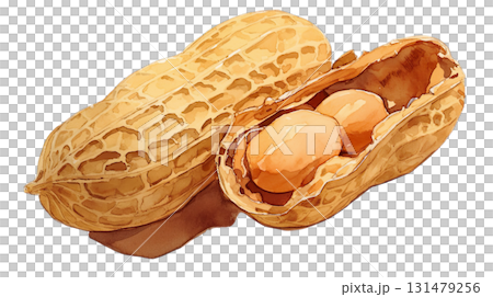 透明背景（png）に殻付きの落花生の水彩イラスト 131479256