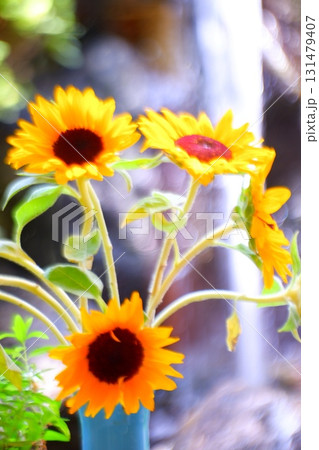 滝とひまわり 131479407