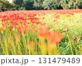 沢山並んだ彼岸花たち 131479489