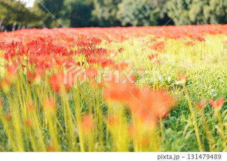 沢山並んだ彼岸花たち 沢山並んだ彼岸花たち 131479489