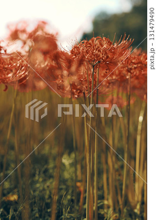 cinemaっぽく撮った彼岸花 cinemaっぽく撮った彼岸花 131479490