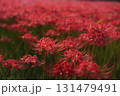 少し不気味な雰囲気で咲いている彼岸花 131479491