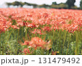 明るく綺麗な雰囲気で咲く彼岸花達 131479492