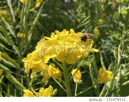 菜の花 131479511