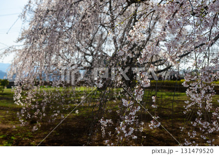 実相寺の境内のしだれ桜(山梨県) 実相寺の境内のしだれ桜(山梨県) 131479520