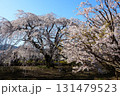 実相寺の境内と桜（山梨県） 131479523