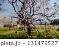 実相寺のしだれ桜と花畑（山梨県） 131479527