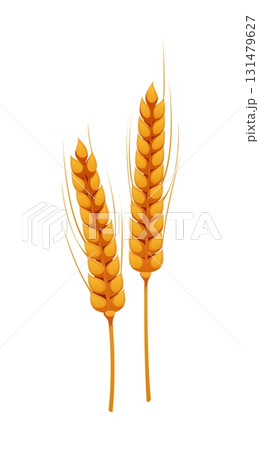 Happy Thanksgiving Day autumn harvest and food icon of wheat stalks, cartoon vector. Thanksgiving Day holiday symbol of autumn harvest of wheat ears or rye spikelets for bread food of Thanksgiving 131479627