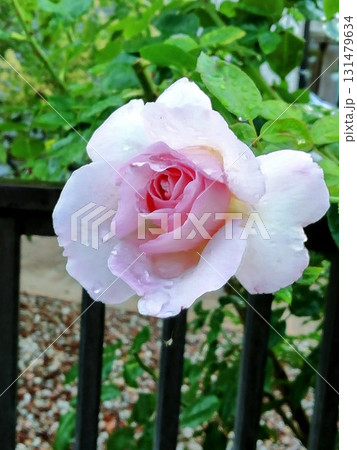 ブルームーン 131479634