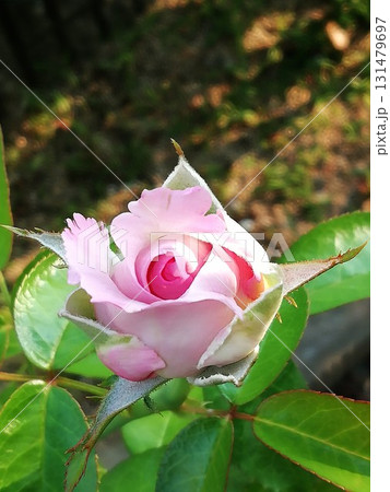 ブルームーン 131479697