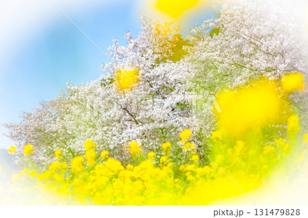 菜の花と桜が咲く風景　春色のイメージ 131479828