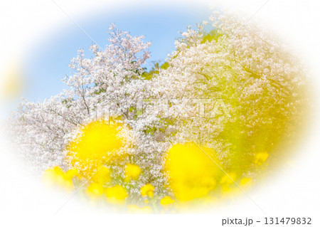 菜の花と桜が咲く風景　春色のイメージ 131479832