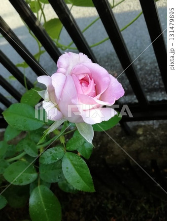 ブルームーン ブルームーン 131479895