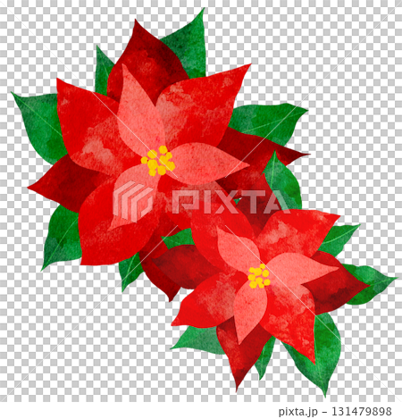 Watercolor illustration of a poinsettia 131479898