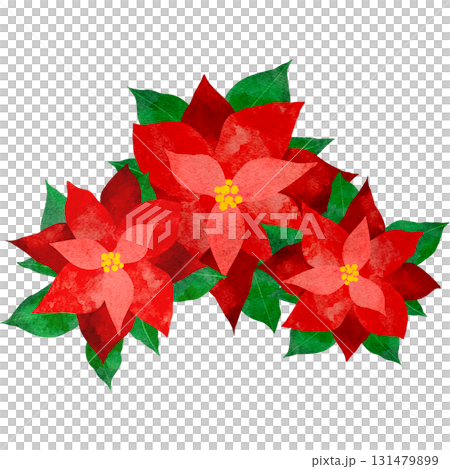 Watercolor illustration of a poinsettia Watercolor illustration of a poinsettia 131479899