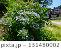 箱根湯本あじさい橋とあじさいの花（神奈川県） 131480002