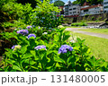 箱根湯本あじさい橋とあじさいの花（神奈川県） 131480005