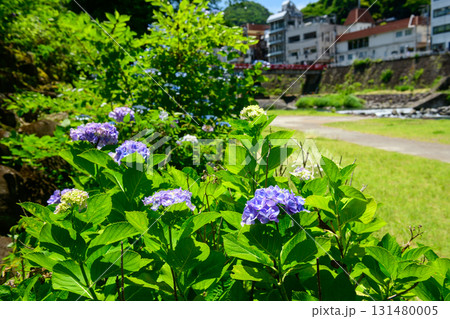 箱根湯本あじさい橋とあじさいの花(神奈川県) 箱根湯本あじさい橋とあじさいの花(神奈川県) 131480005