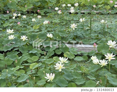 蓮の花 蓮の花 131480013