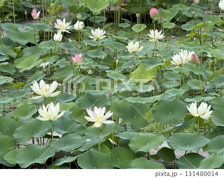 蓮の花 蓮の花 131480014