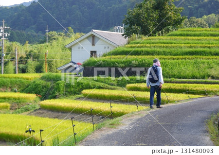 大阪府千早赤阪村の棚田 131480093