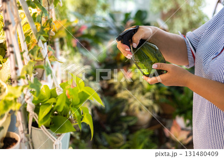 Home indoor garden hobby many potted plant placing on wooden shelves with light illumination Home indoor garden hobby many potted plant placing on wooden shelves with light illumination 131480409