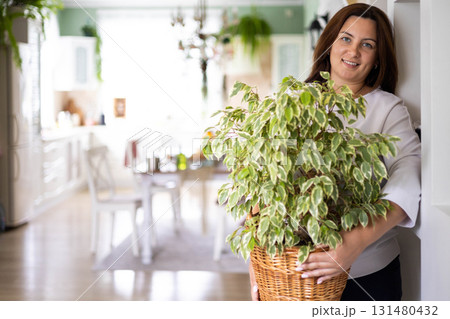 Smiling brunette woman posing with Ficus Benjamin Starlight in wickered pot at white room closeup 131480432