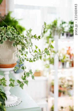 Lush greenery hedera ivy with ornamental leaves in white ceramic pot at indoor home garden 131480443