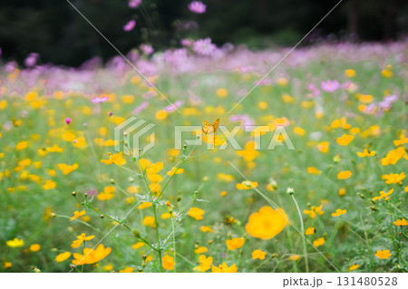 キバナコスモスとピンクのコスモス キバナコスモスとピンクのコスモス 131480528