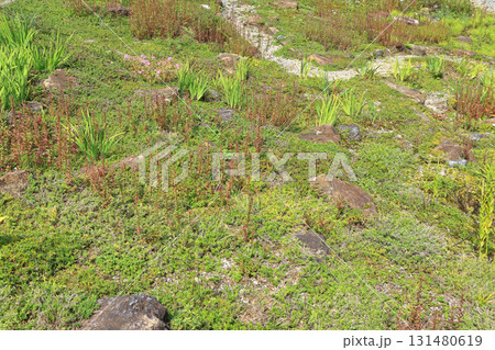 白馬五竜スキー場　秋のエスカルガーデン 131480619