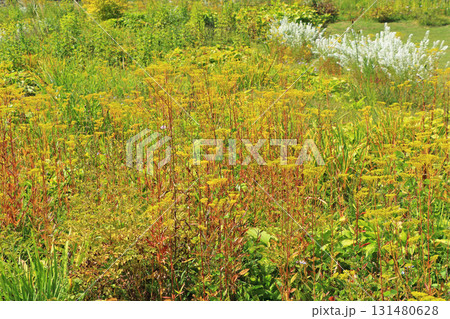 白馬五竜スキー場　秋のエスカルガーデン 131480628