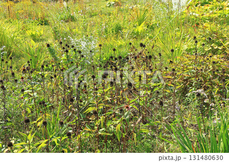 白馬五竜スキー場　秋のエスカルガーデン 131480630
