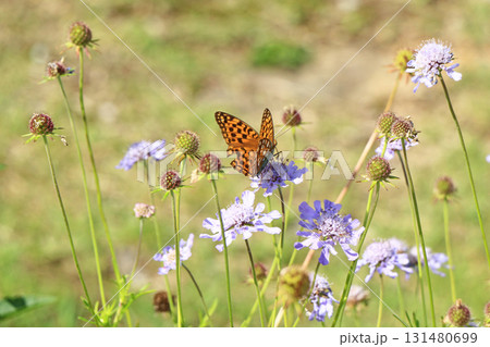 エスカルガーデン 秋の花 エスカルガーデン 秋の花 131480699