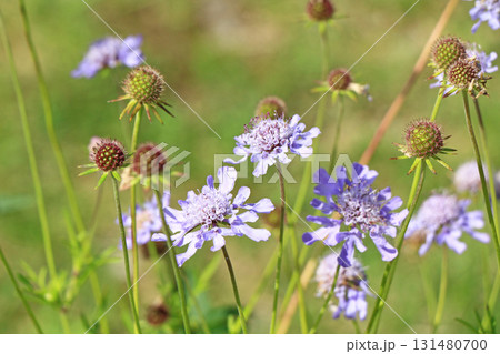 エスカルガーデン　秋の花 131480700