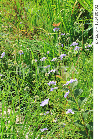 エスカルガーデン 秋の花 エスカルガーデン 秋の花 131480702