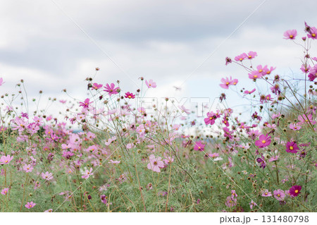 秋桜 秋桜 131480798