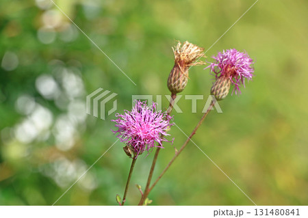 エスカルガーデン 秋の花 エスカルガーデン 秋の花 131480841