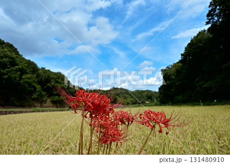 田んぼの畦に咲く彼岸花 131480910