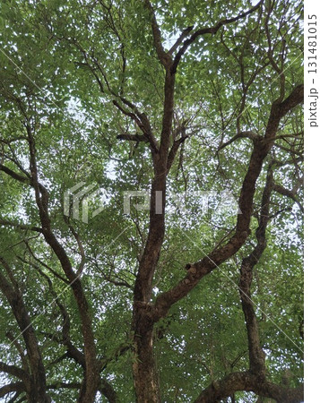 Close-up view of a mature tree's gnarled branches and lush green foliage, suggesting natural beauty and growth 131481015