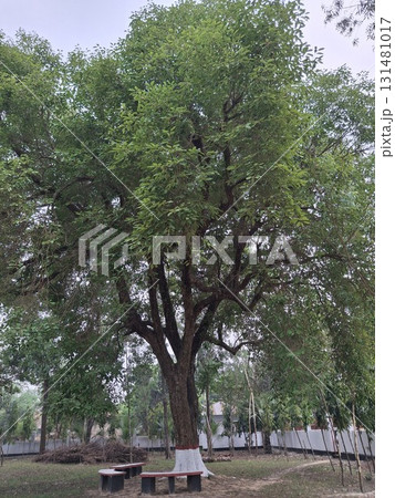 A large, mature tree with a thick trunk and spreading branches, casting dappled shade on a park bench  A large, mature tree with a thick trunk and spreading branches, casting dappled shade on a park bench  131481017