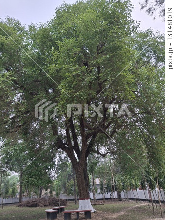 A large, mature tree with lush green foliage stands prominently in a park-like setting with benches 131481019