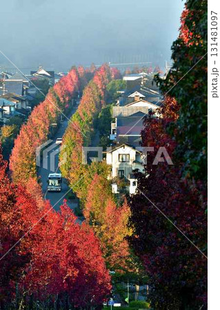 京都 紅葉 モミジ モミジバフウ 並木 道 西京 桂坂 バス 路線 霧 濃霧 丹波霧 京都 紅葉 モミジ モミジバフウ 並木 道 西京 桂坂 バス 路線 霧 濃霧 丹波霧 131481097