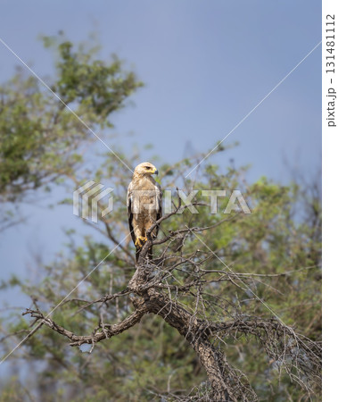 Tawny eagle or Aquila rapax bird of prey in natural green background perched on tree during earlhy winter migration at tal chhapar sanctuary rajasthan India Tawny eagle or Aquila rapax bird of prey in natural green background perched on tree during earlhy winter migration at tal chhapar sanctuary rajasthan India 131481112