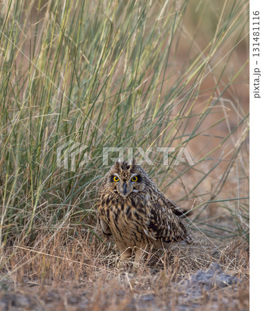 wild short eared owl or Asio flammeus bird closeup or portrait perched on ground in grassland region of forest during jungle safari in national park of india wild short eared owl or Asio flammeus bird closeup or portrait perched on ground in grassland region of forest during jungle safari in national park of india 131481116