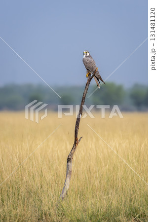Laggar falcon or Falco jugger an angry and migratory bird Sitting on perch with green background during winter morning in an open grass field of tal chhapar blackbuck sanctuary rajasthan india asia Laggar falcon or Falco jugger an angry and migratory bird Sitting on perch with green background during winter morning in an open grass field of tal chhapar blackbuck sanctuary rajasthan india asia 131481120