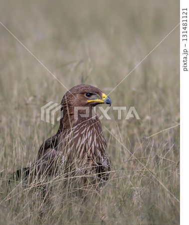 Wild Greater spotted eagle or Clanga clanga bird close up or portrait perched on ground in open grassland and winter season migration at tal chhapar blackbuck sanctuary churu rajasthan india Wild Greater spotted eagle or Clanga clanga bird close up or portrait perched on ground in open grassland and winter season migration at tal chhapar blackbuck sanctuary churu rajasthan india 131481121